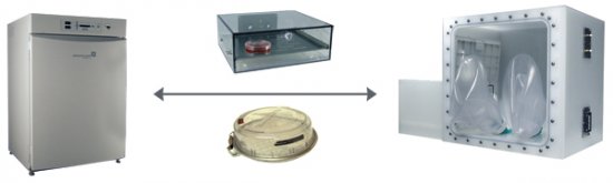 Incubator Shuttle Chamber 3